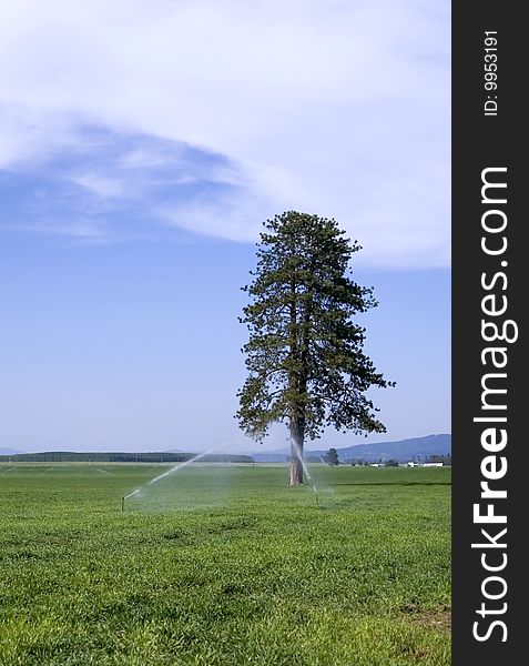 A pine tree stands tall in a fam field among sprinklers. A pine tree stands tall in a fam field among sprinklers.