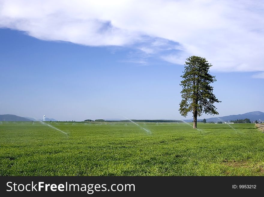 A lone pine tree stands tall in a fam field among sprinklers. A lone pine tree stands tall in a fam field among sprinklers.