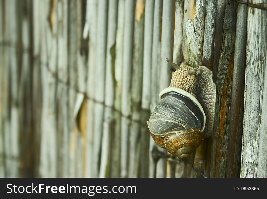 Snail with cracked shell on a fence