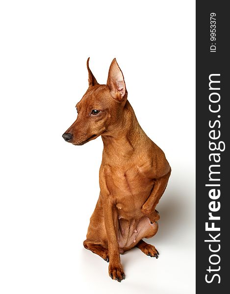 Red Miniature Pinscher on white background