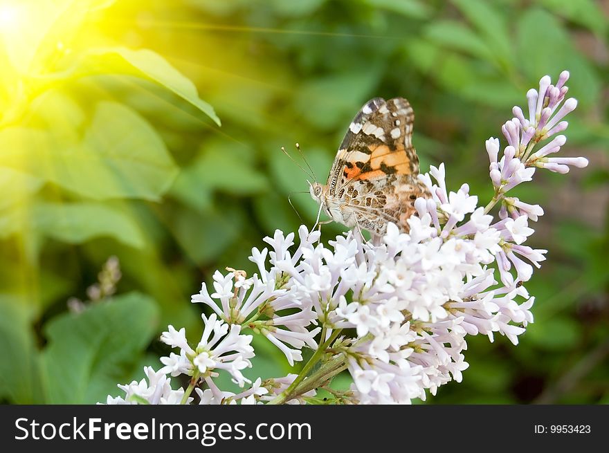 Painted lady on lilac flowers, lighting effect