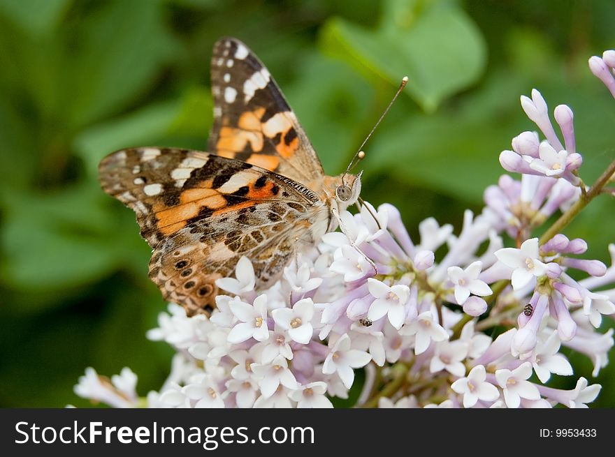 Painted lady on lilac flowers