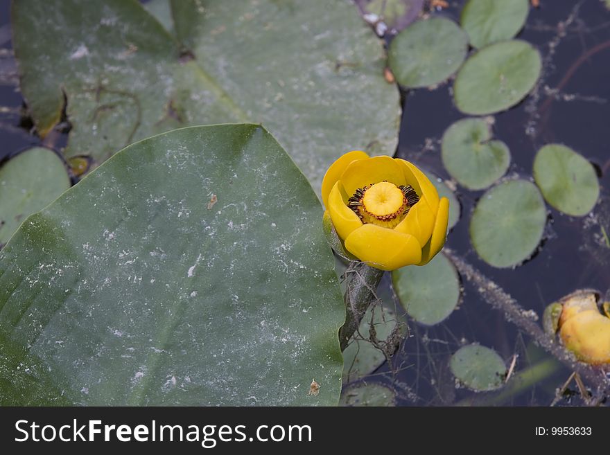 A Water Lily Among Lilypads.