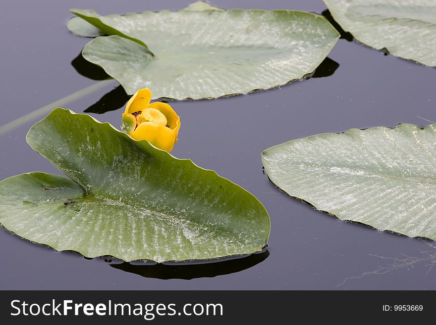 Yellow water lily.