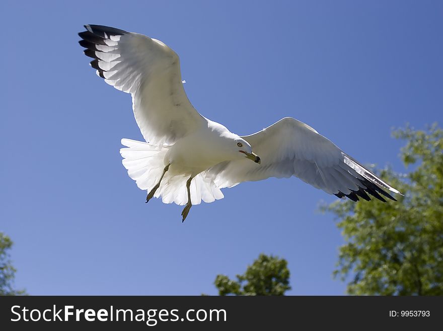 A seagull in the air riding the warm air currents. A seagull in the air riding the warm air currents.