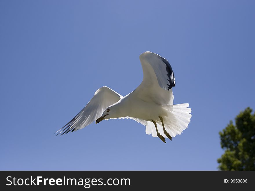 A seagull flies low in the clear blue sky. A seagull flies low in the clear blue sky.