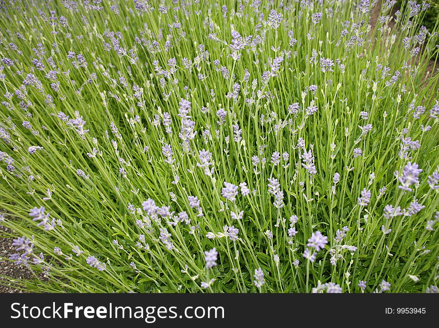 Many blue blossoms and green stalks all going up. Many blue blossoms and green stalks all going up