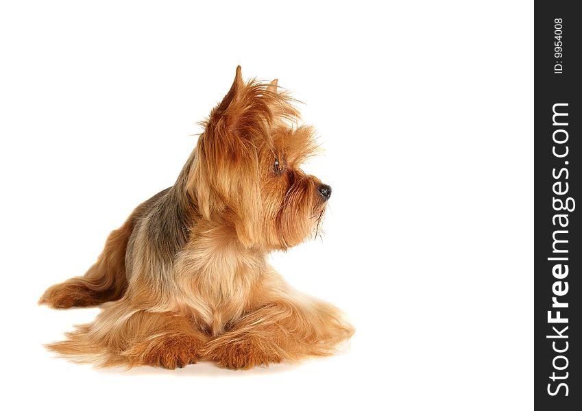 This is a Yorkshire Terrier lying on white background. Studio work and isolated. This is a Yorkshire Terrier lying on white background. Studio work and isolated.