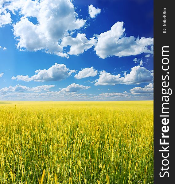 Yellow wheat blue sky and white airy clouds. Yellow wheat blue sky and white airy clouds