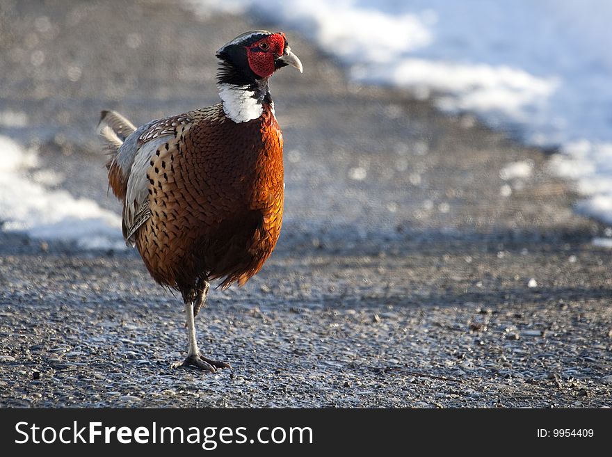 Male Pheasant walking in winter 
(Phasianus colchicus mongolicus).