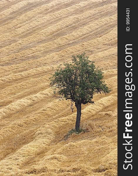 A field of wheat in the hills and a pear tree after harvest. A field of wheat in the hills and a pear tree after harvest.