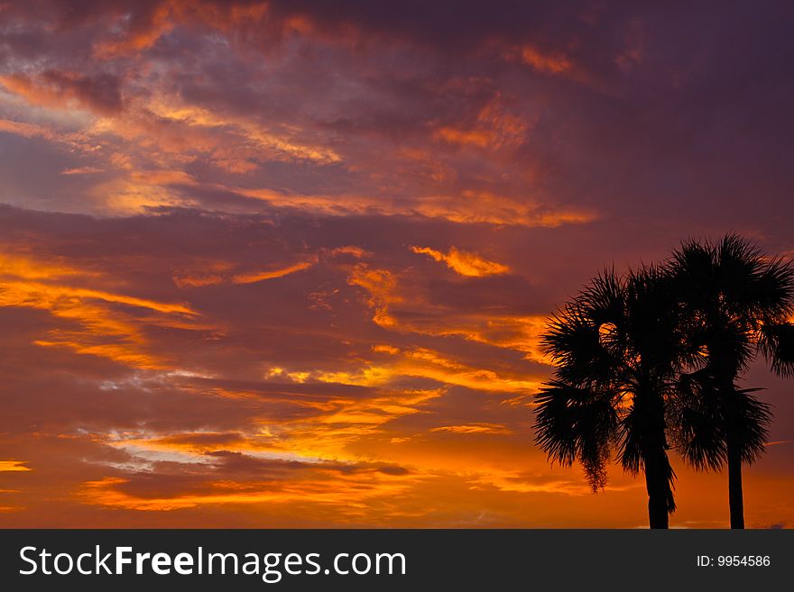 Sunset with palm trees in foreground. Sunset with palm trees in foreground