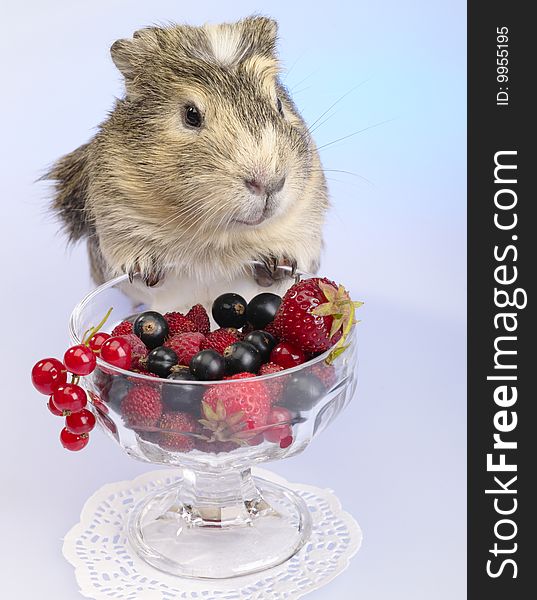 Guinea pig and different berries in the bowl. Not cut-out image. Guinea pig and different berries in the bowl. Not cut-out image