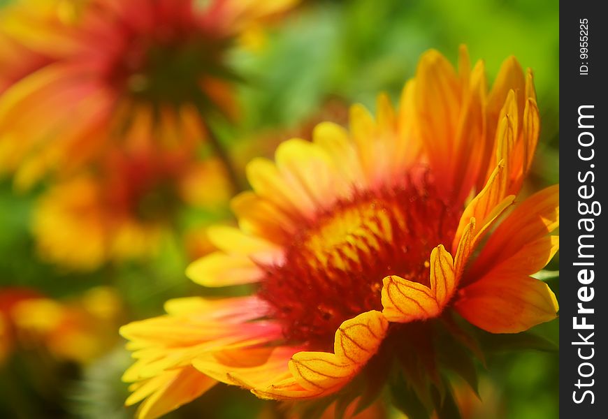 Multicolored bright daisies in garden. Multicolored bright daisies in garden