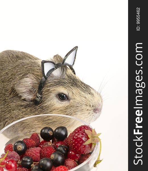 Guinea pig and different berries in the bowl. Not cut-out image. Guinea pig and different berries in the bowl. Not cut-out image