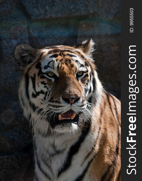 Tiger portrait wich open mouth
