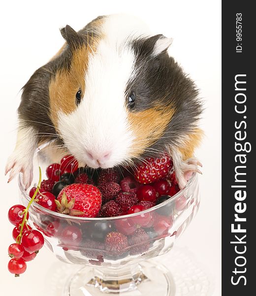 Guinea pig and different berries in the bowl. Not cut-out image. Guinea pig and different berries in the bowl. Not cut-out image