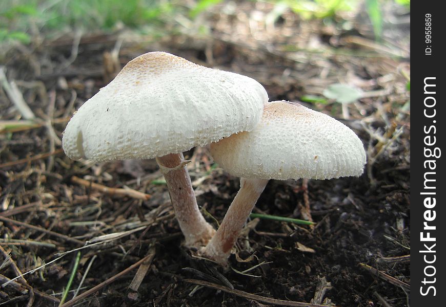 Two Shaggy Parasol fungus
