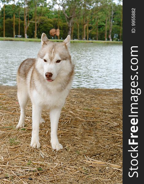 Pure breed siberian husky standing by a lake