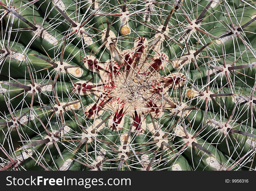 Macro of top of barrel cactus plant showing spines and ribs. Macro of top of barrel cactus plant showing spines and ribs.