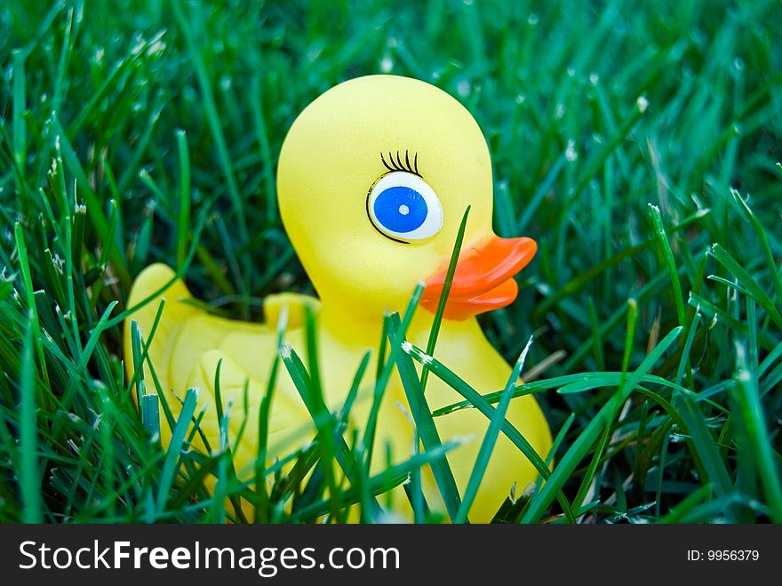 Single rubber duck in grass. Single rubber duck in grass.