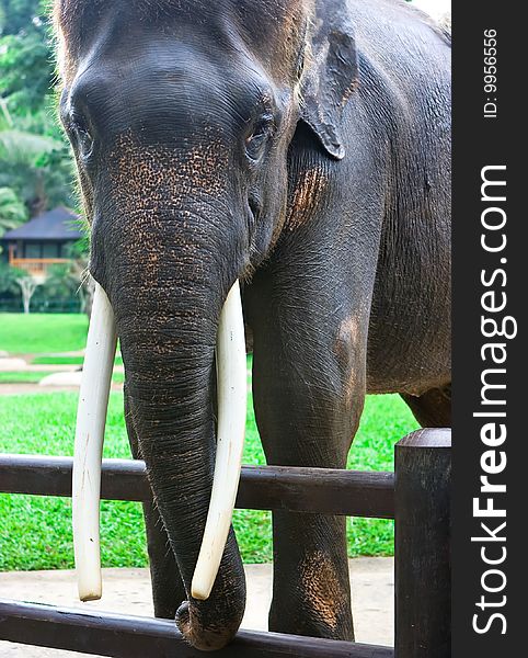 Big indian elephant in the Indonesian zoo