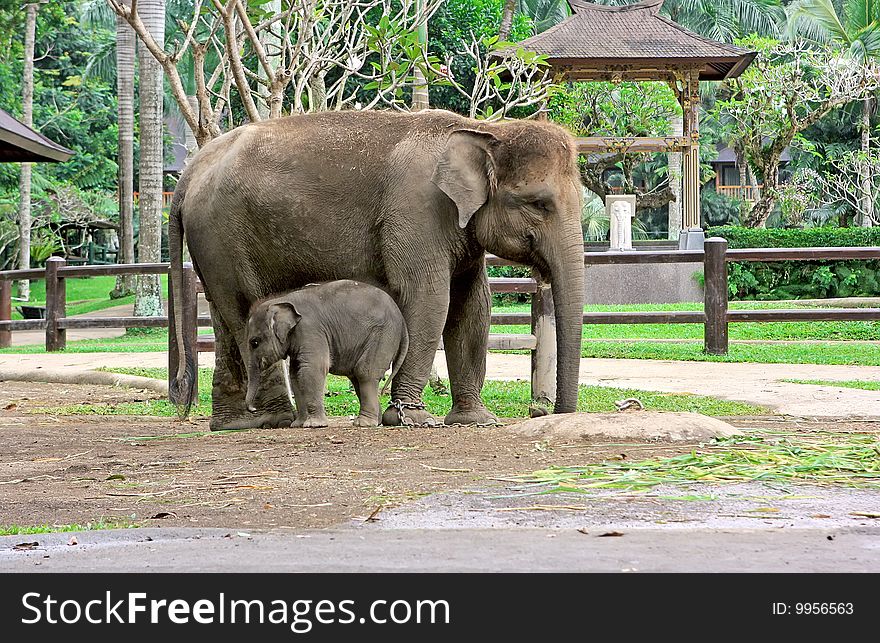 Small and big elephants in the zoo. Small and big elephants in the zoo