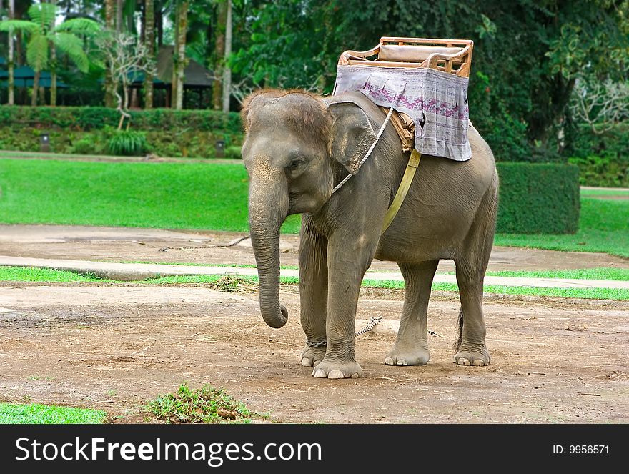 Big indian elephant in the Indonesian zoo