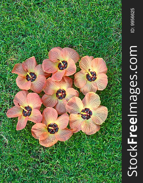 Several tropical flowers lying on green grass. Several tropical flowers lying on green grass