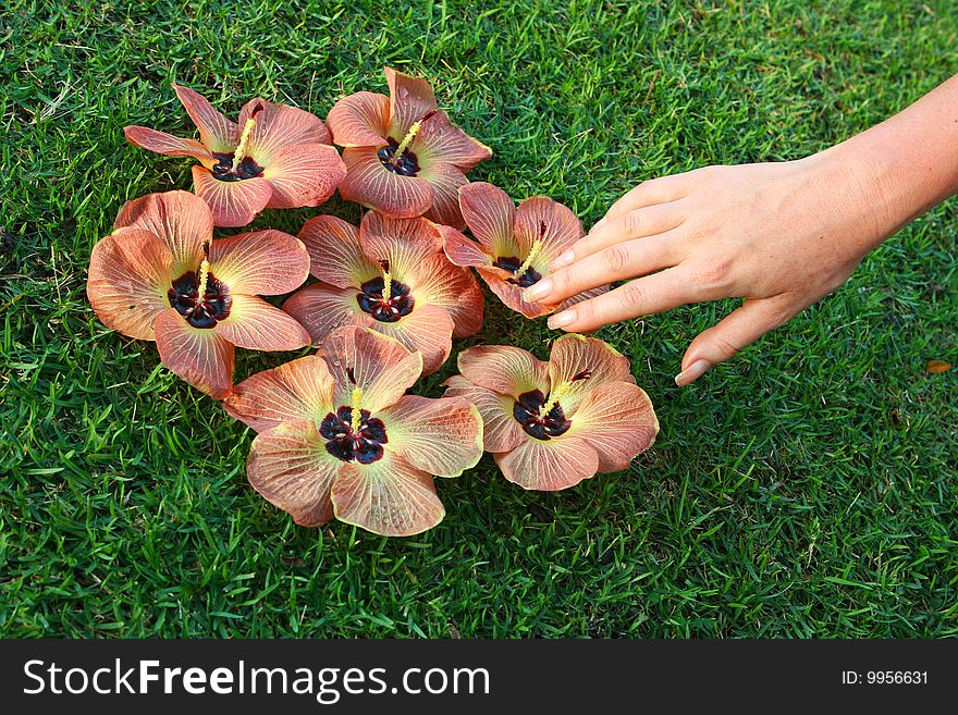 Several tropical flowers lying on green grass. Several tropical flowers lying on green grass