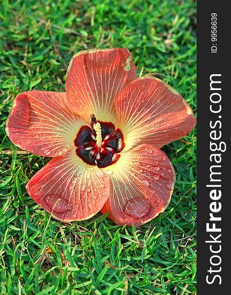 Red flower on green grass