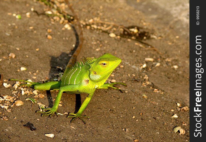 A Chameleon is looking curiously at the camera, posing well for a fine shot. In the hue of the setting sun, the chameleons green color gets a golden tinge. The Chameleon is one of the organisms that change color to camouflage themselves; a protective mechanism. A Chameleon is looking curiously at the camera, posing well for a fine shot. In the hue of the setting sun, the chameleons green color gets a golden tinge. The Chameleon is one of the organisms that change color to camouflage themselves; a protective mechanism.