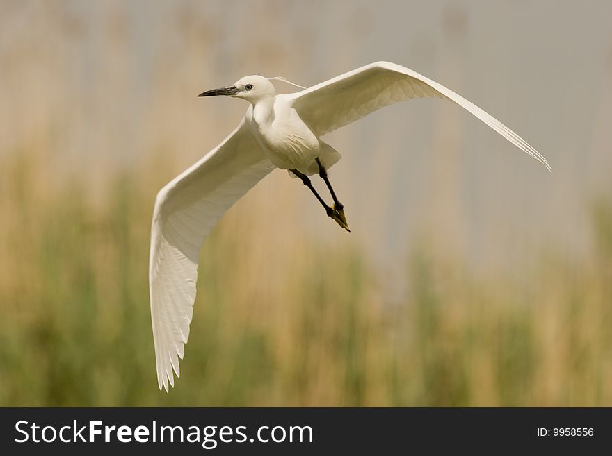 Little egret (Egretta Garzetta) on the fly