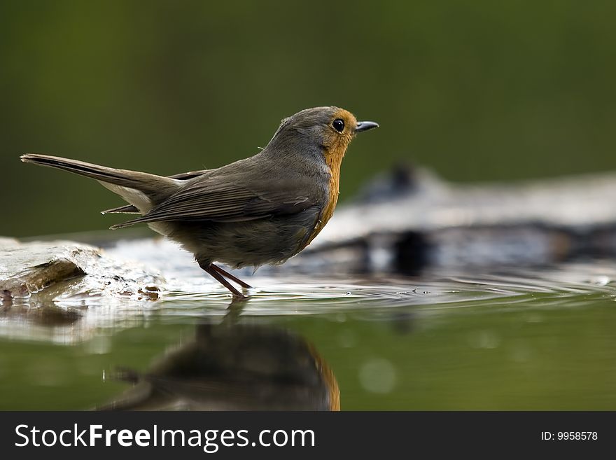 Erithacus rubecula, redbreast on the water. Erithacus rubecula, redbreast on the water