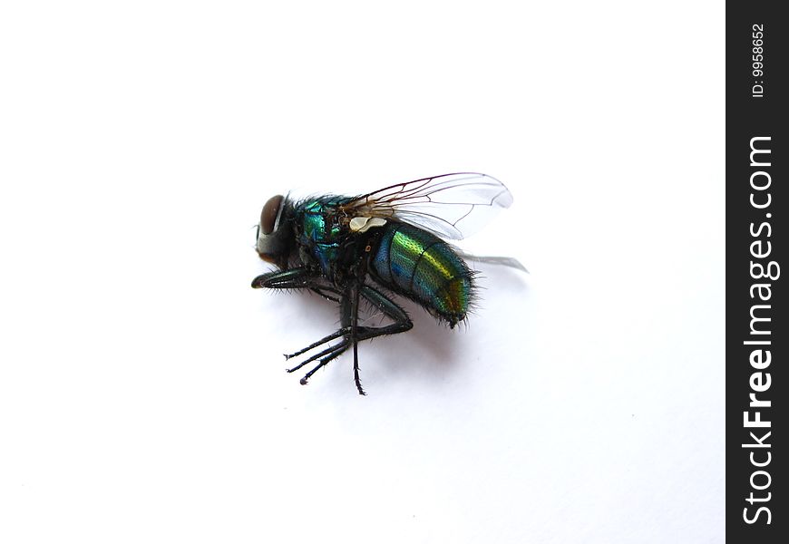 Beautiful colorful fly on a white background