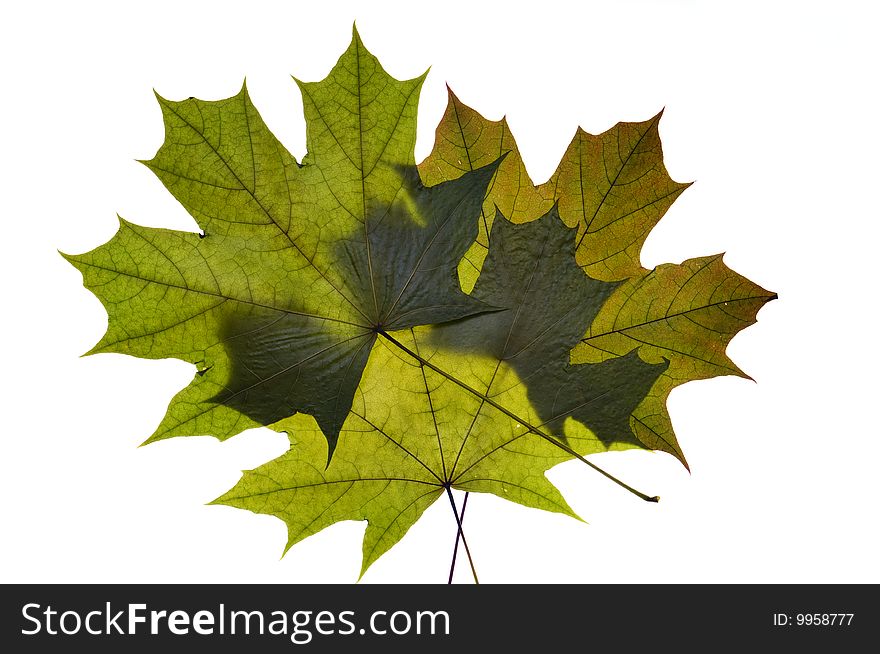 Dry green maple tree leaf on white