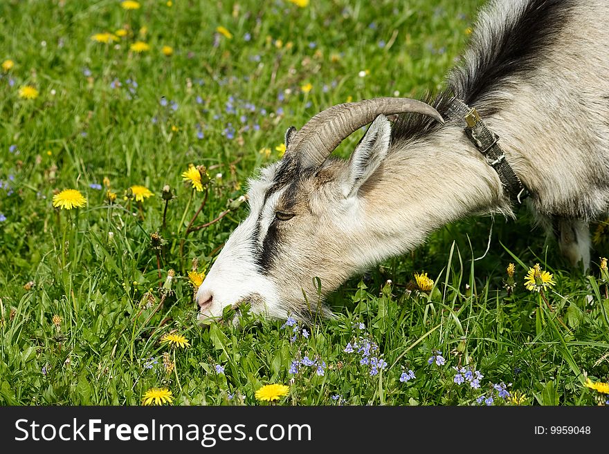 Nanny Goat Grazes In The Green Field
