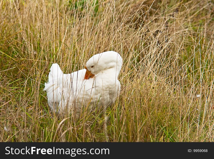 White goose prink in tallgrass. White goose prink in tallgrass