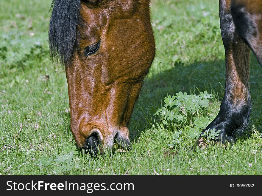 A brown horse feeding in a field of clover