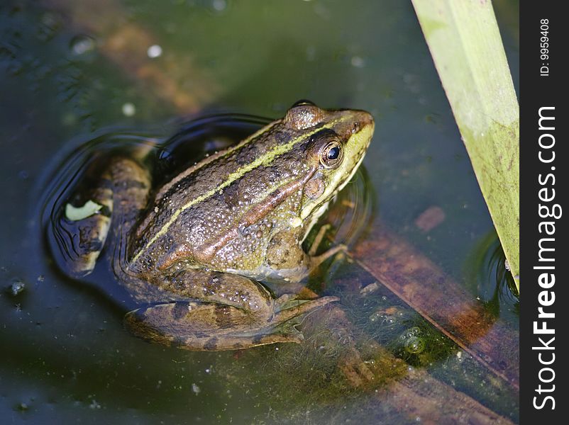 Green frog in the marsh. Summer. Green frog in the marsh. Summer.