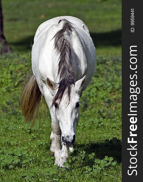 A white horse grazing in clover