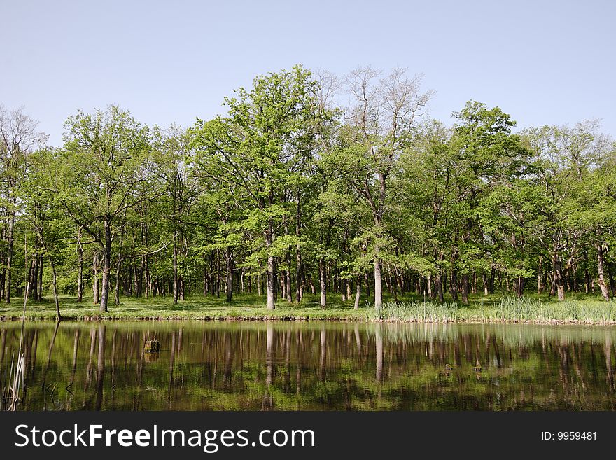 Little lake in the oak forest. Little lake in the oak forest.