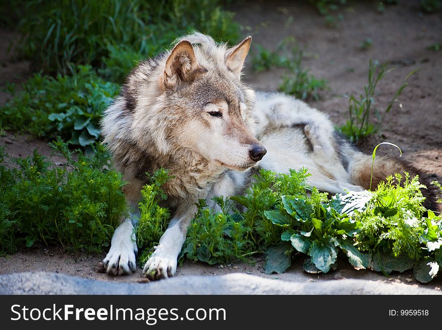 Grey wolf lies on a green grass