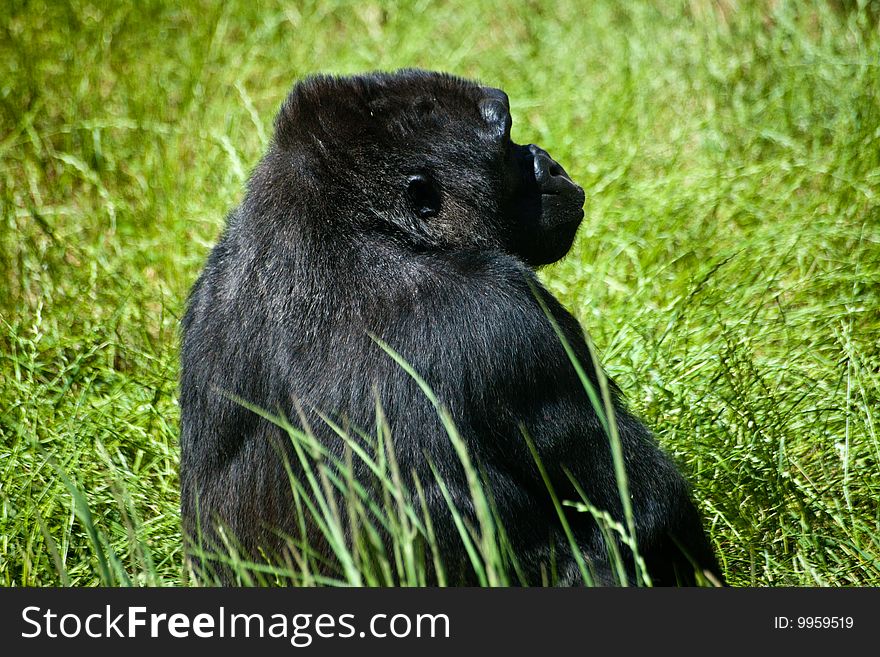 Black gorilla sits in a green grass