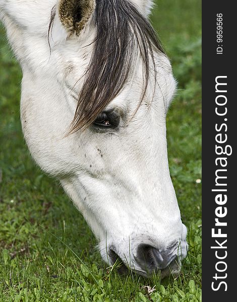 A white horse grazing in clover