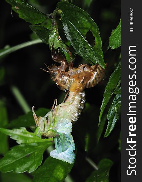 Emerging Cicada - 1