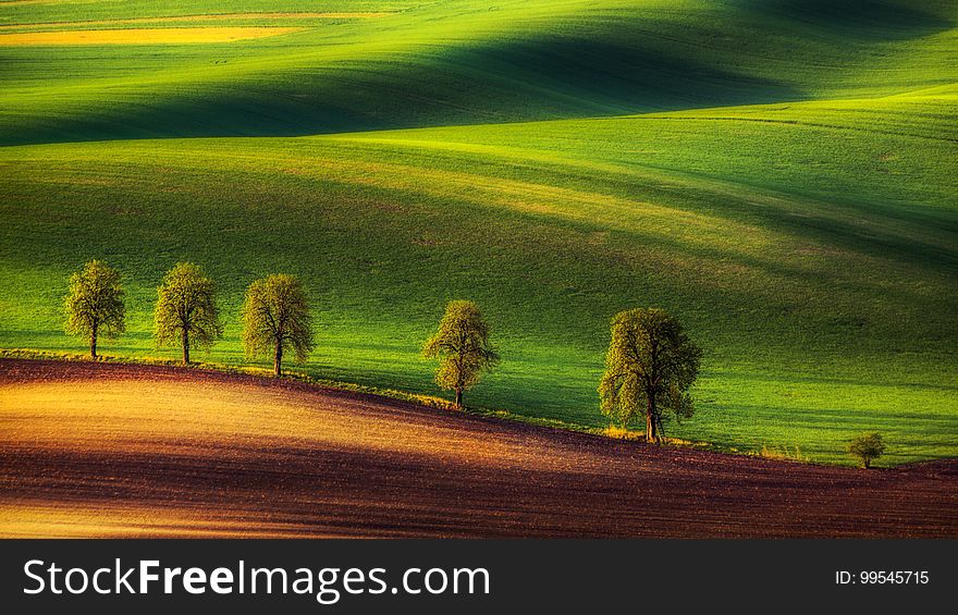 Trees lining green fields in rural countryside landscape. Trees lining green fields in rural countryside landscape.