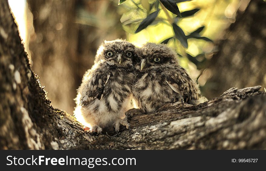 A pair of pygmy owls rests on a tree.