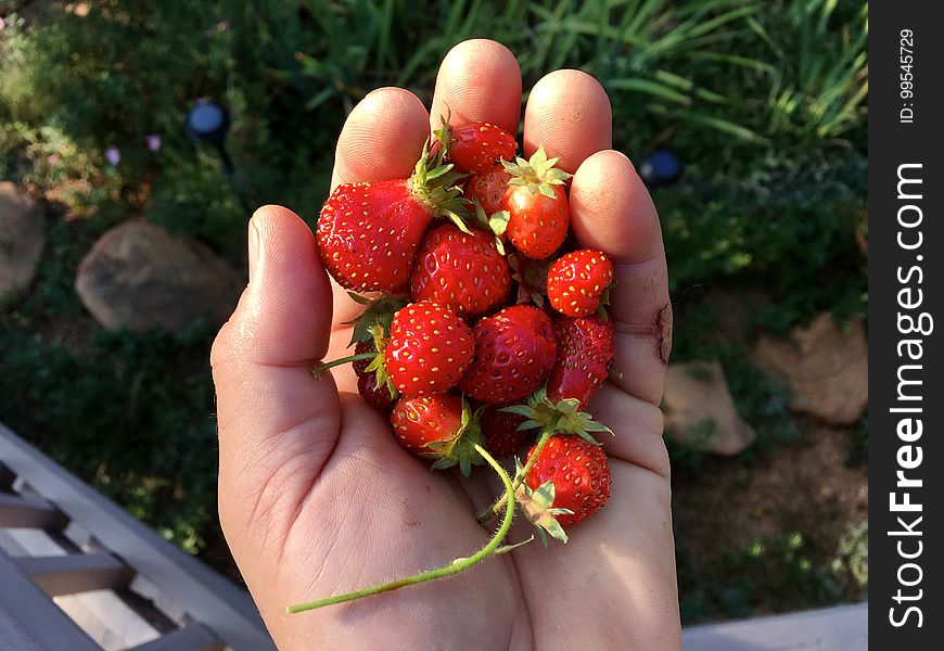 A Mega Harvest Of Tiy Strawberries