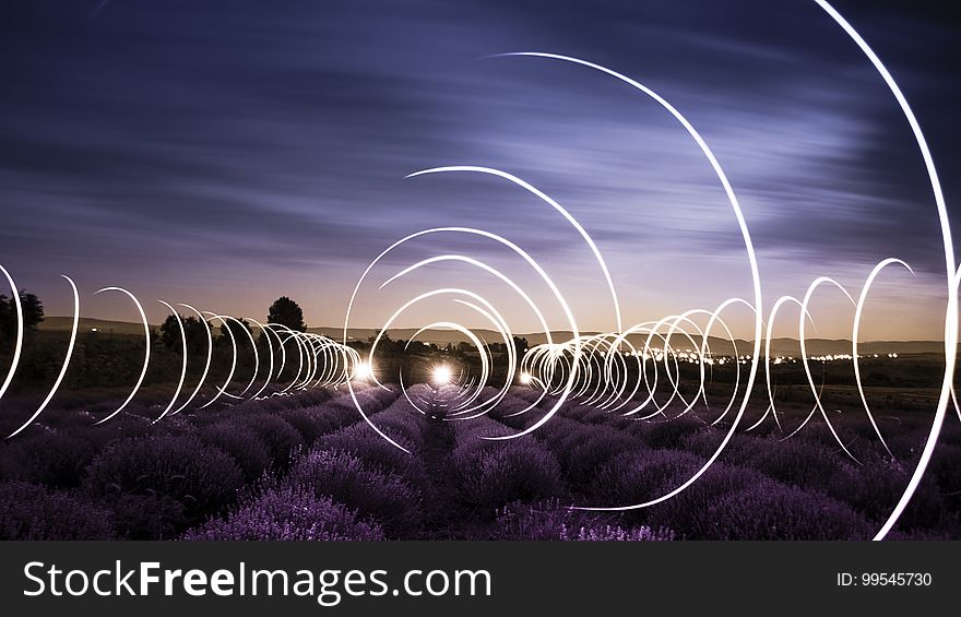 Circular light trails in a lavender field at dusk.
